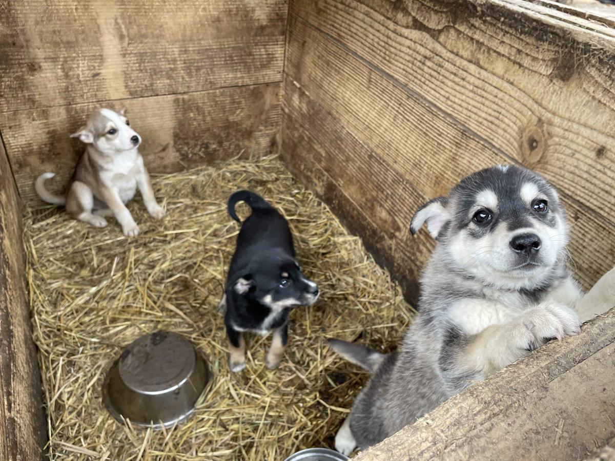 222只爱犬惨遭饿死！《战火下的毛孩》导演冒死记录乌克兰残酷真相